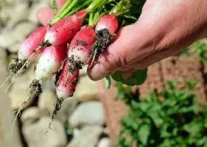 Frisches Gemüse & Salat aus dem eigenen Mini-Gewächshaus Radischen